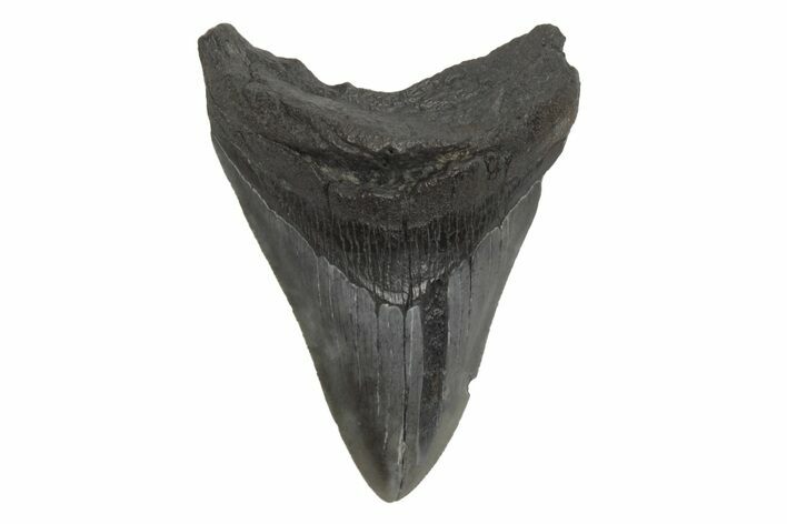 Serrated, Fossil Megalodon Tooth - South Carolina #214746